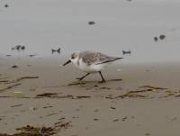 Sanderling